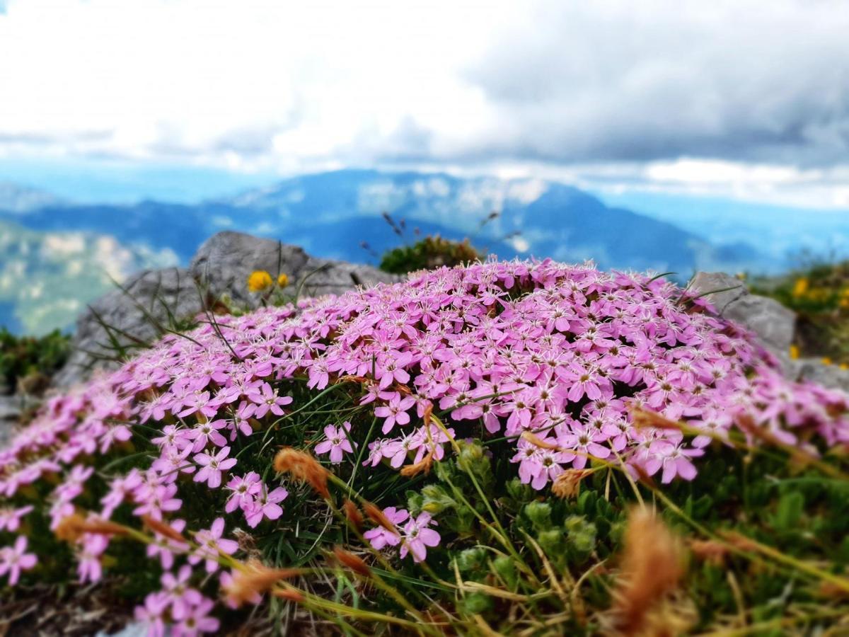 Natur pur Pikovo Villa Crna na Koroskem Bagian luar foto